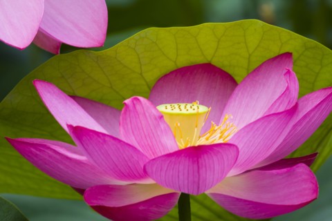 Lotus