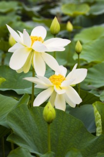 Lotus