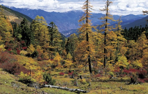 Yunnan
