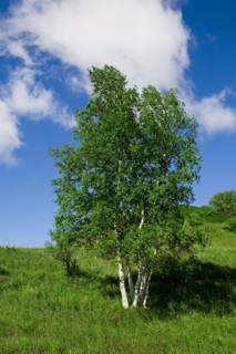 Bashang grassland in Inner Mongolia