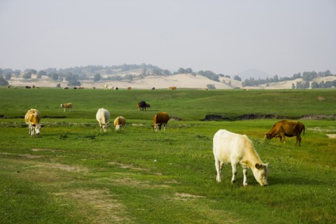 Bashang grassland in Inner Mongolia