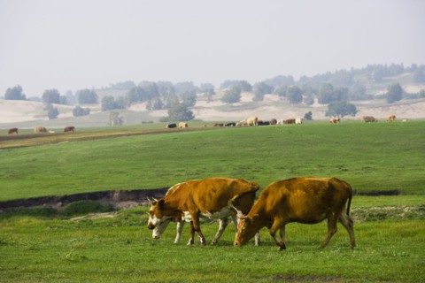 Bashang grassland in Inner Mongolia