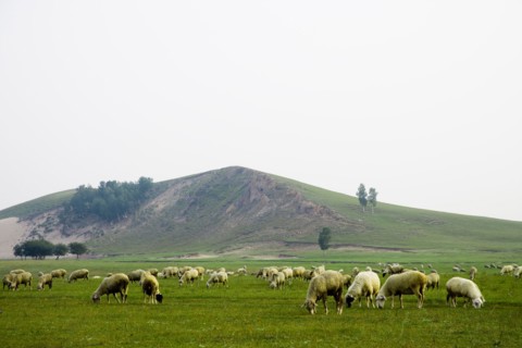 Bashang grassland in Inner Mongolia