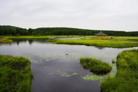 Bashang grassland in Inner Mongolia
