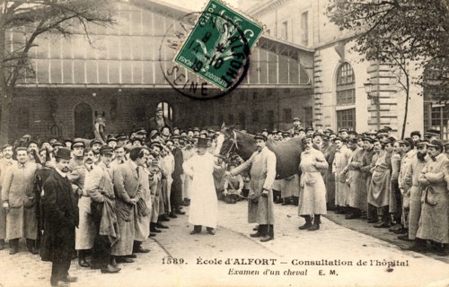 Consultations de l'hôpital vétérinaire
MAISONS-ALFORT