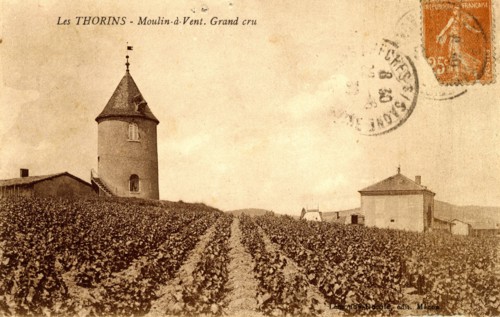 Moulin à vent et vignes
Thorins