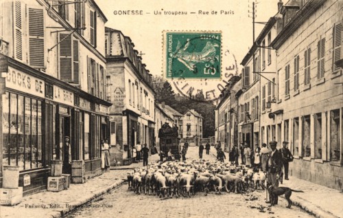Gonesse,
Un troupeau
