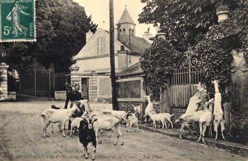 Saint-Prix
Goats flock