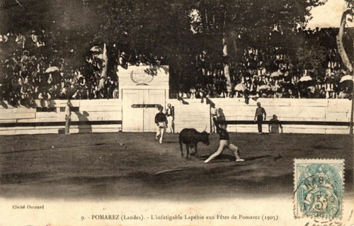 POMAREZ