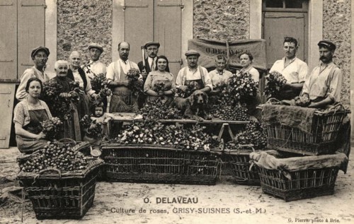 GRISY-SUISNES,
Culture de roses