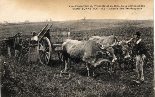 SAINT-BONNET-SUR-GIRONDE*