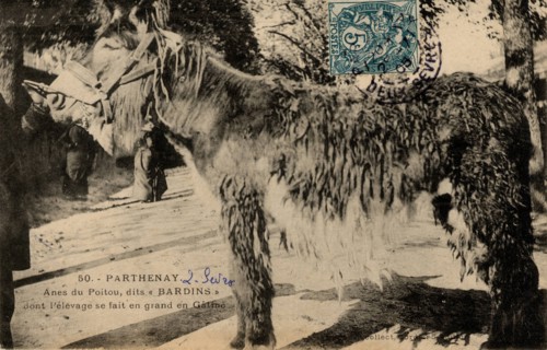 ANIMALS - DONKEY