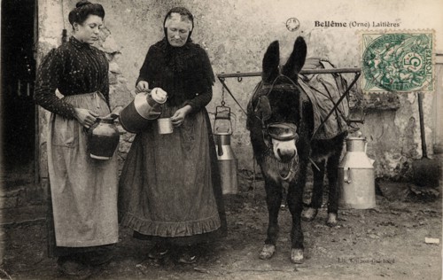 DONKEY ANIMALS