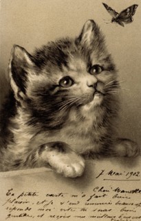 ANIMAUX-CHATS