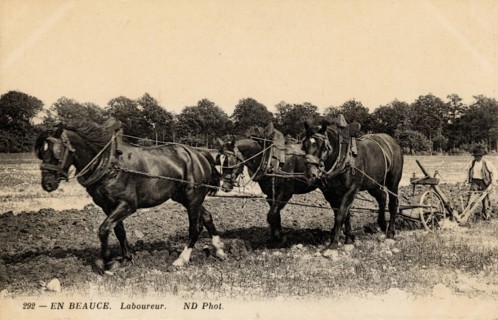 ANIMAL-HORSES
