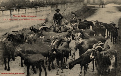 ANIMALS - GOATS