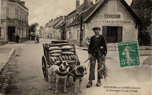 ANIMAUX - CHIENS