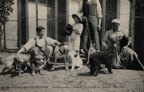 ANIMAUX-CHIENS