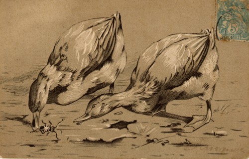 ANIMAUX-CANARDS