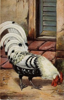 ANIMALS - COCKEREL