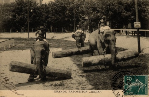 ANIMALS-ELEPHANTS