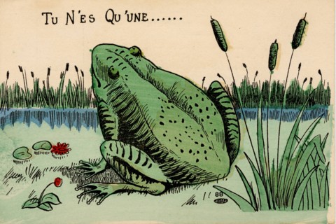 ANIMAUX-GRENOUILLES
