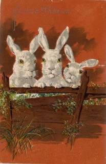ANIMAUX-LAPINS
