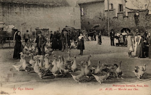 Albi