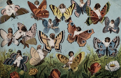 ANIMALS- BUTTERFLIES