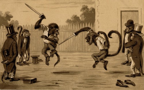 ANIMAUX-SINGES