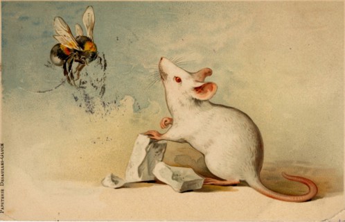 ANIMAUX-SOURIS