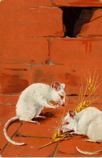ANIMALS - MICE