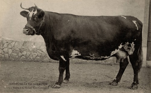 ANIMALS-COWS
