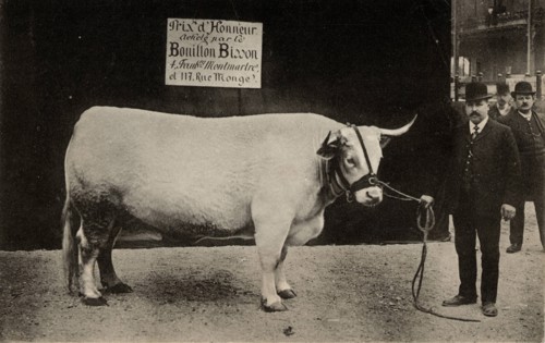 ANIMALS - COWS