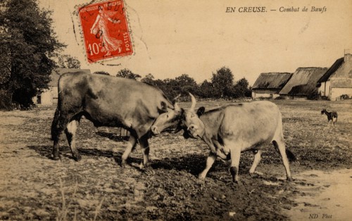 ANIMALS - COWS