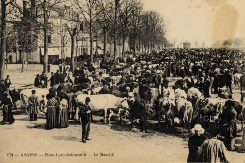 ANGERS