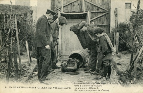 Saint-Gilles-Croix-de-Vie, chimpanzé découvert dans un tonneau en 1908