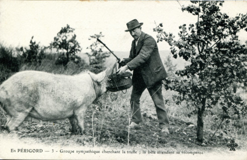 Périgord, truffle hog and its owner