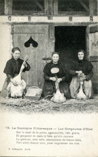 Force-feeding geese in Gascony