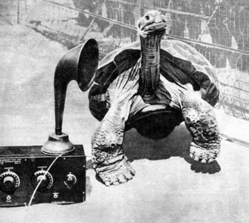 Radio tortue