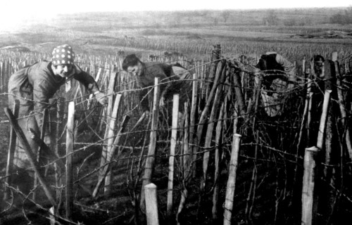 Première Guerre Mondiale. Près des lignes, en Champagne, taille de la vigne (1918)