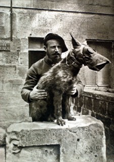 Première Guerre Mondiale. Chien sanitaire coiffé d'un masque à gaz pour le protéger des émanations de gaz