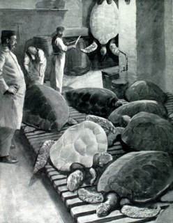 Préparatifs du banquet offert par le Lord-maire de Londres au nouveau prince de Galles (1901)