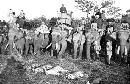 King George V of England's bag after a morning's hunt in the Nepalese jungle (1912)