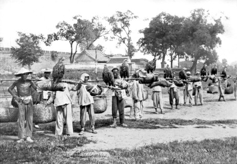 Chasse à l'aigle en Chine (1910)