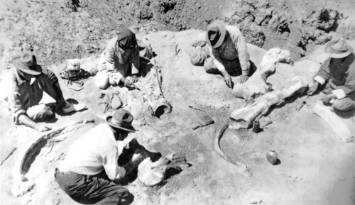 Mongolia. Dr Roy Chapman Andrews' expedition in the Gobi desert (1928)