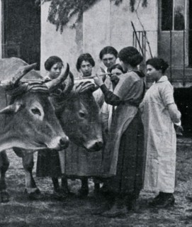 Oxes yoked together at a school farm