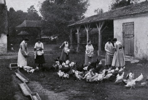 Farmyard at a school farm