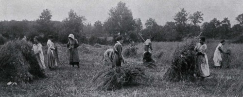 Harvesting at a school farm