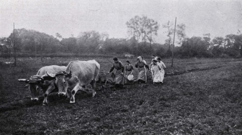 Ploughing at a school farm